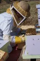 apicultor la ul