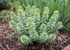 Rhodiolin Rhodiola Rosea Concentrat Magazine Calivita International